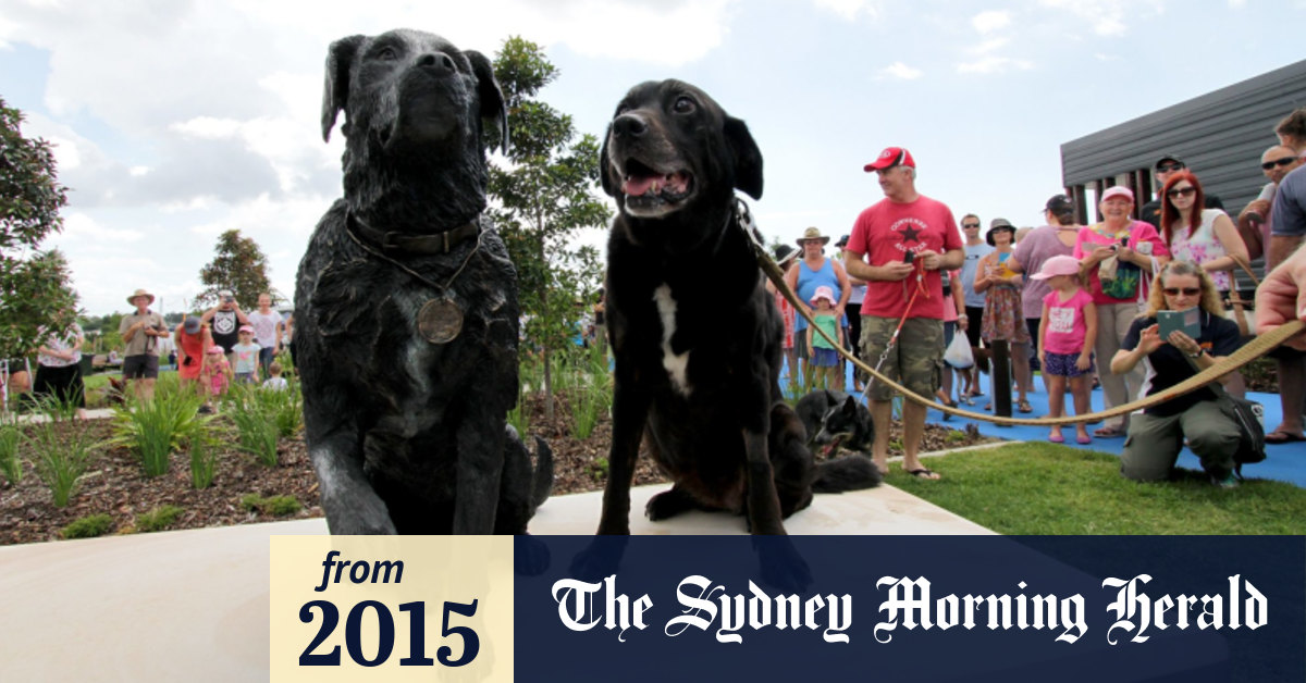 Canine war hero Sarbi visits Brisbane dog park named in her honour